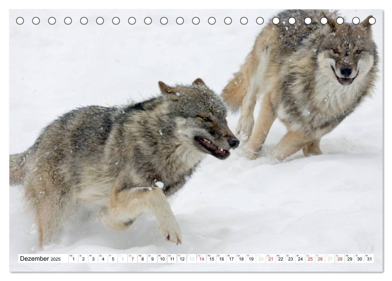 Bild: 9783435490035 | Mit dem Wolf durch's Jahr (Tischkalender 2025 DIN A5 quer),...