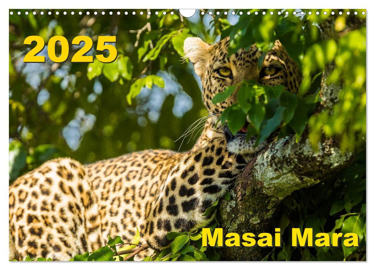 Cover: 9783435676583 | Masai Mara 2025 (Wandkalender 2025 DIN A3 quer), CALVENDO...