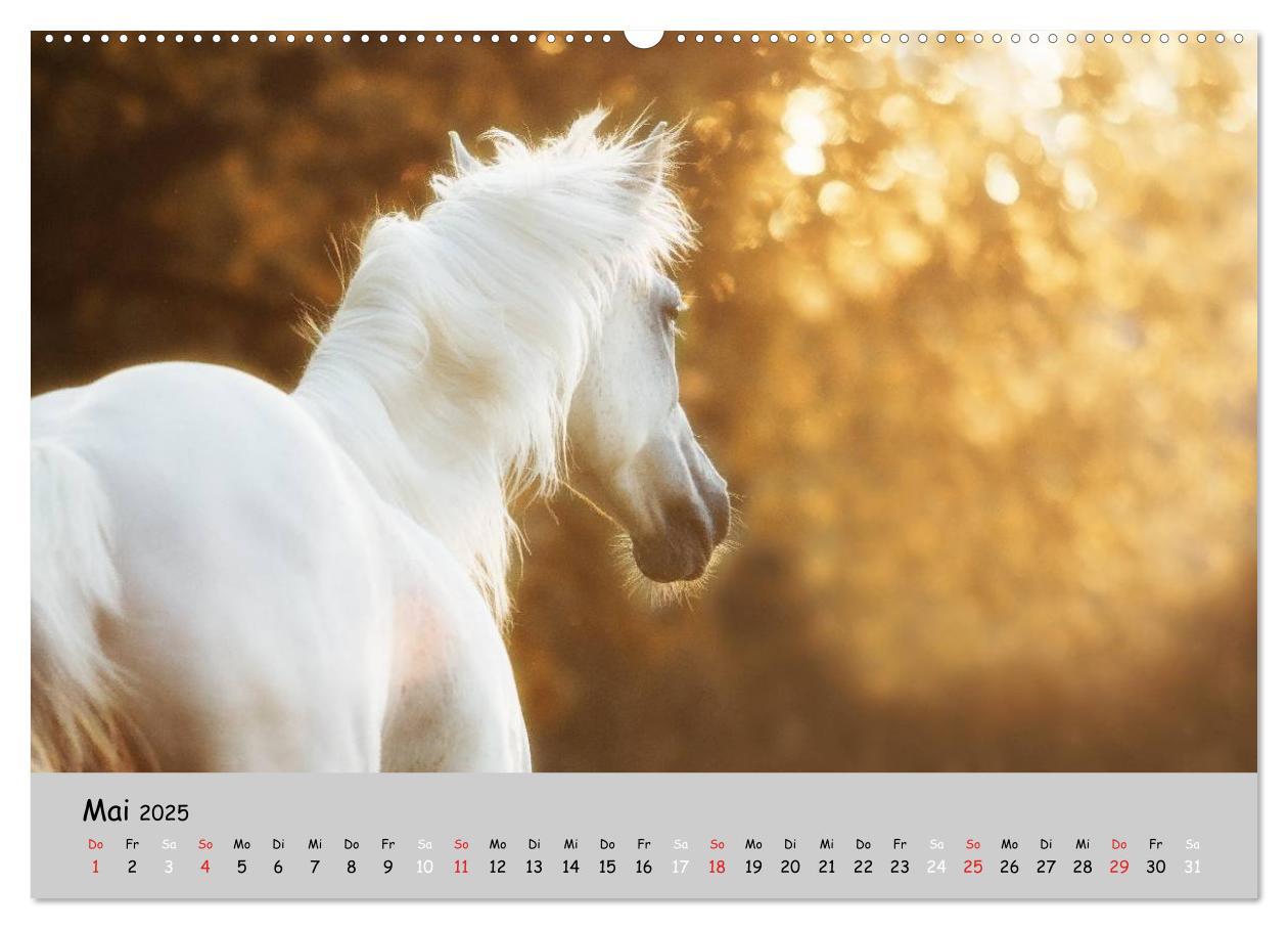 Bild: 9783435563074 | Pferde - Anmut und Stärke gepaart mit Magie (Wandkalender 2025 DIN...