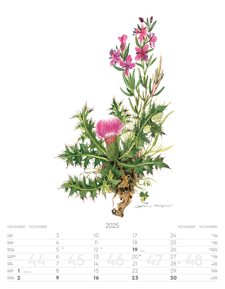 Bild: 9788868397432 | Alpenblumen-Aquarelle Kalender 2025 | Athesia-Tappeiner Verlag | 14 S.