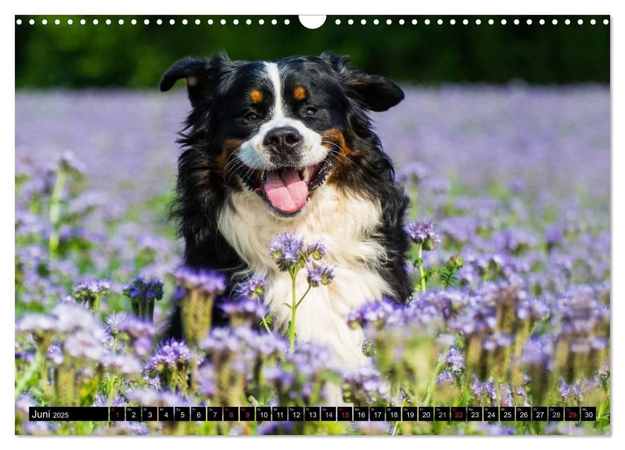 Bild: 9783435578689 | Berner Sennenhunde in Action (Wandkalender 2025 DIN A3 quer),...