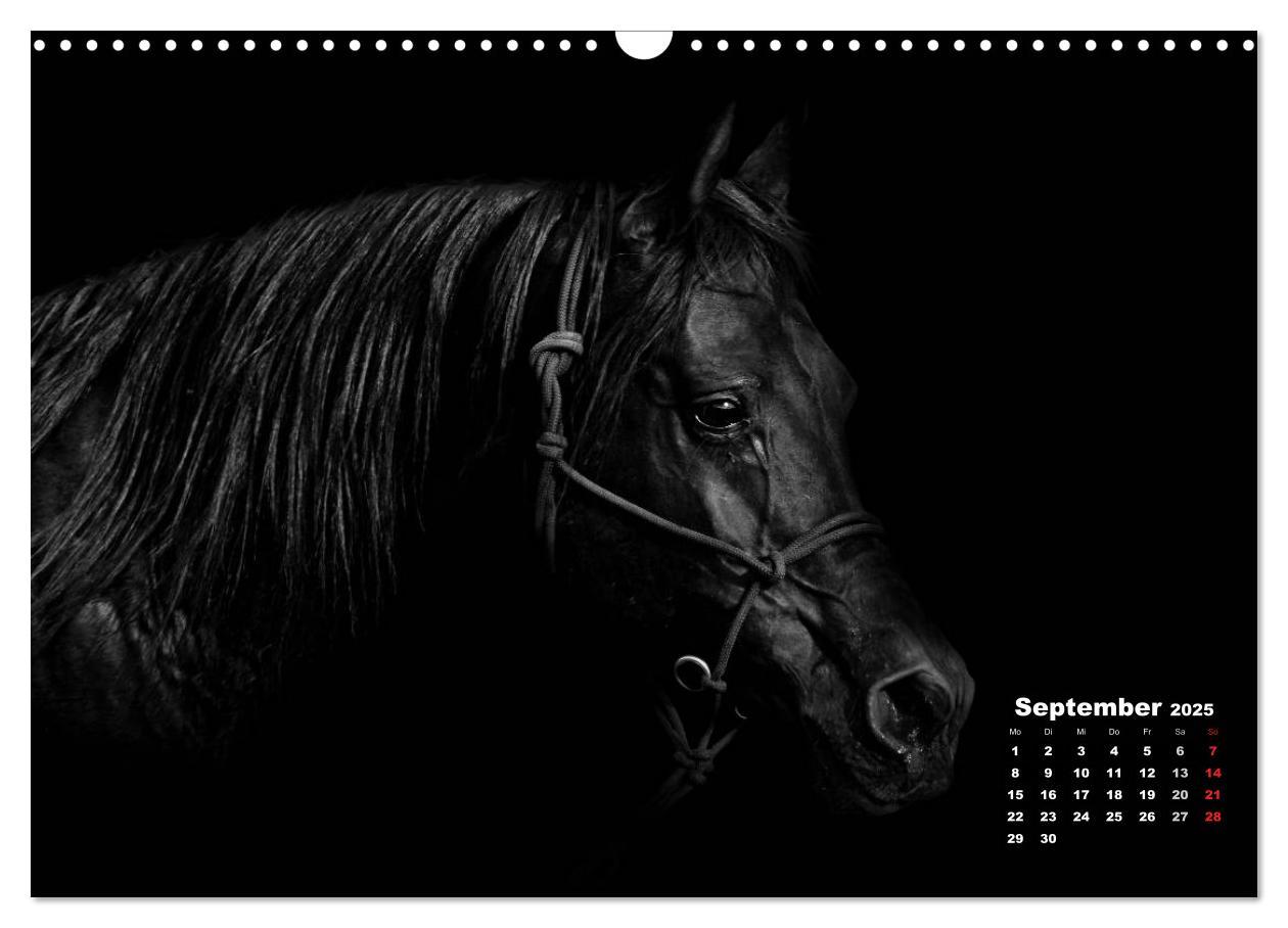 Bild: 9783435630417 | Pferde zwischen Licht und Schatten (Wandkalender 2025 DIN A3 quer),...