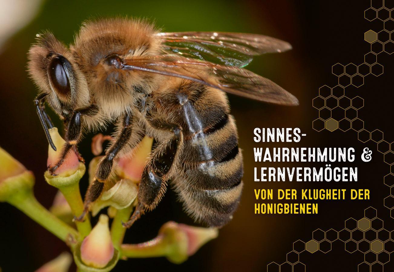 Bild: 9783818620837 | Auch Bienen haben Schweißfüße | Jürgen Tautz | Buch | 144 S. | Deutsch