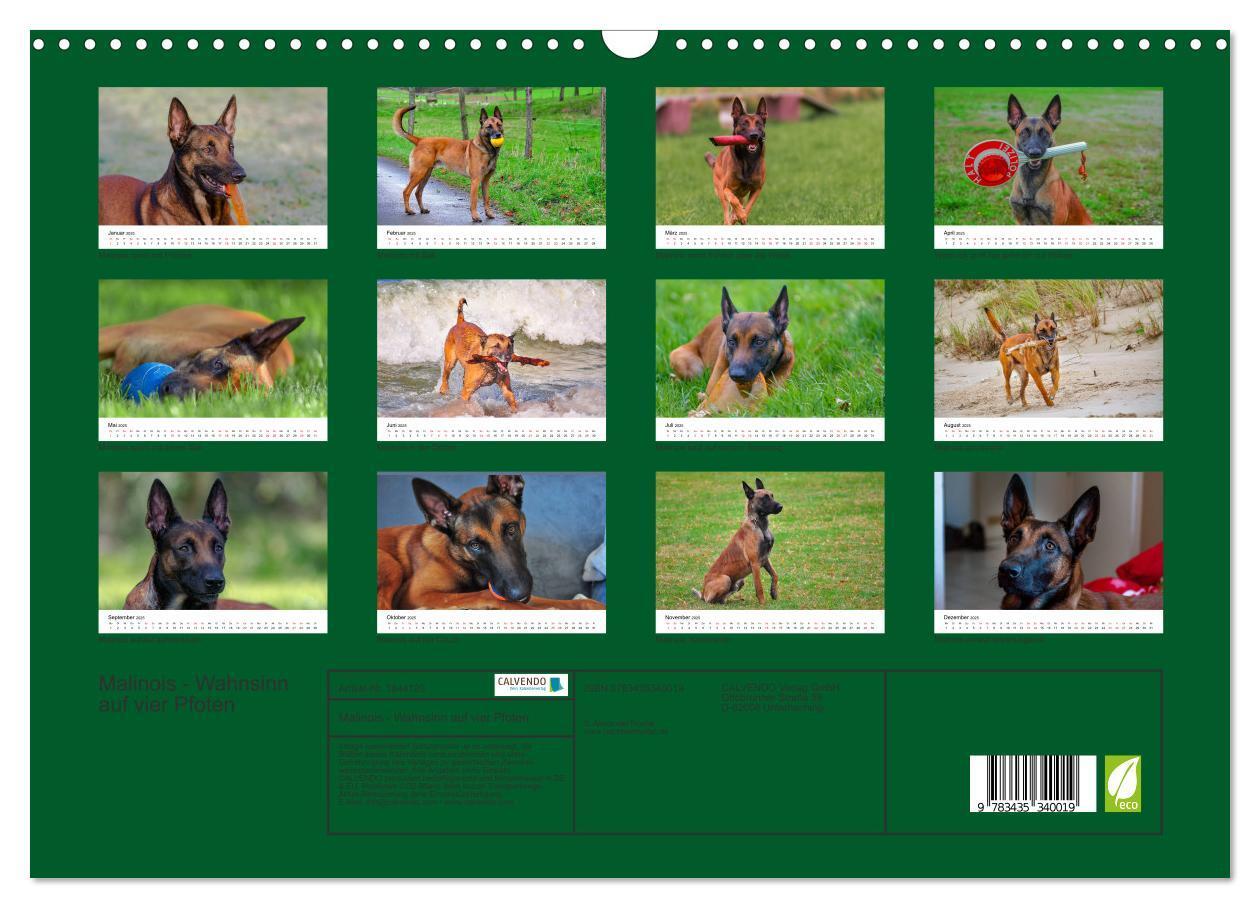 Bild: 9783435340019 | Malinois - Wahnsinn auf vier Pfoten (Wandkalender 2025 DIN A3...