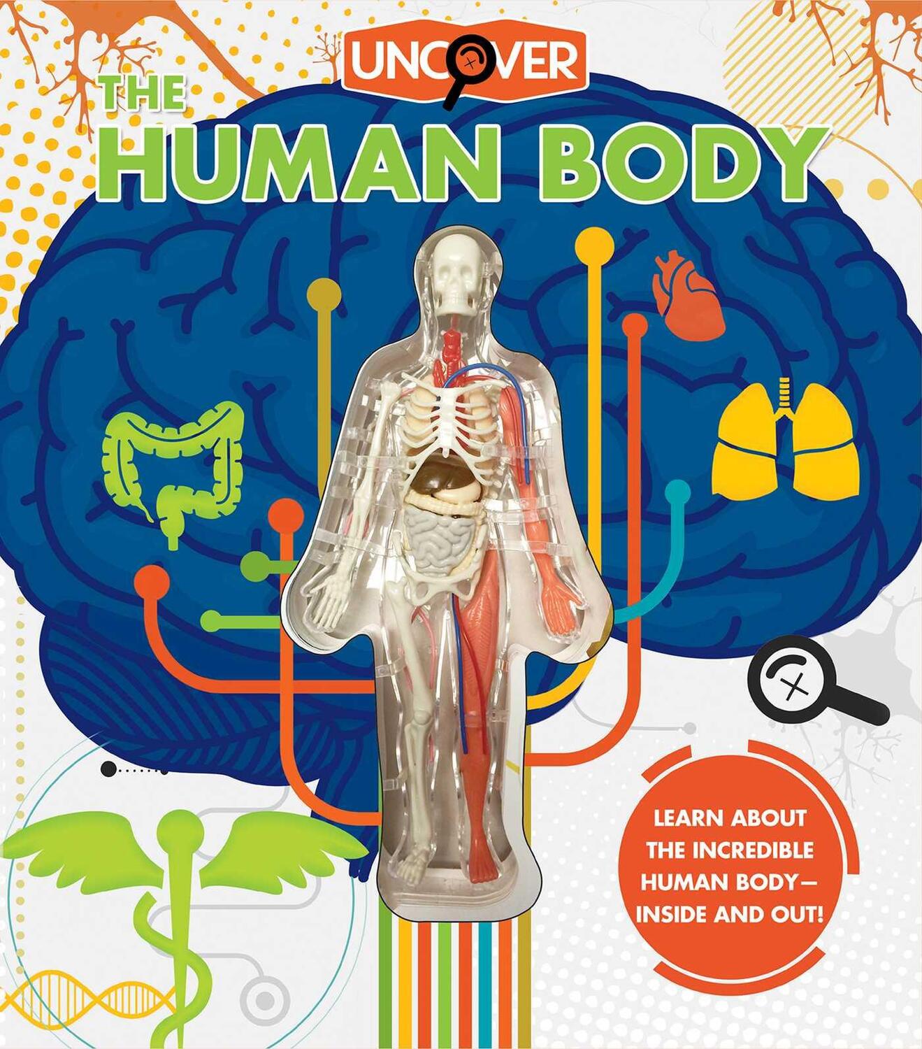 Cover: 9781684125494 | Uncover the Human Body | Luann Colombo | Buch | Englisch | 2021