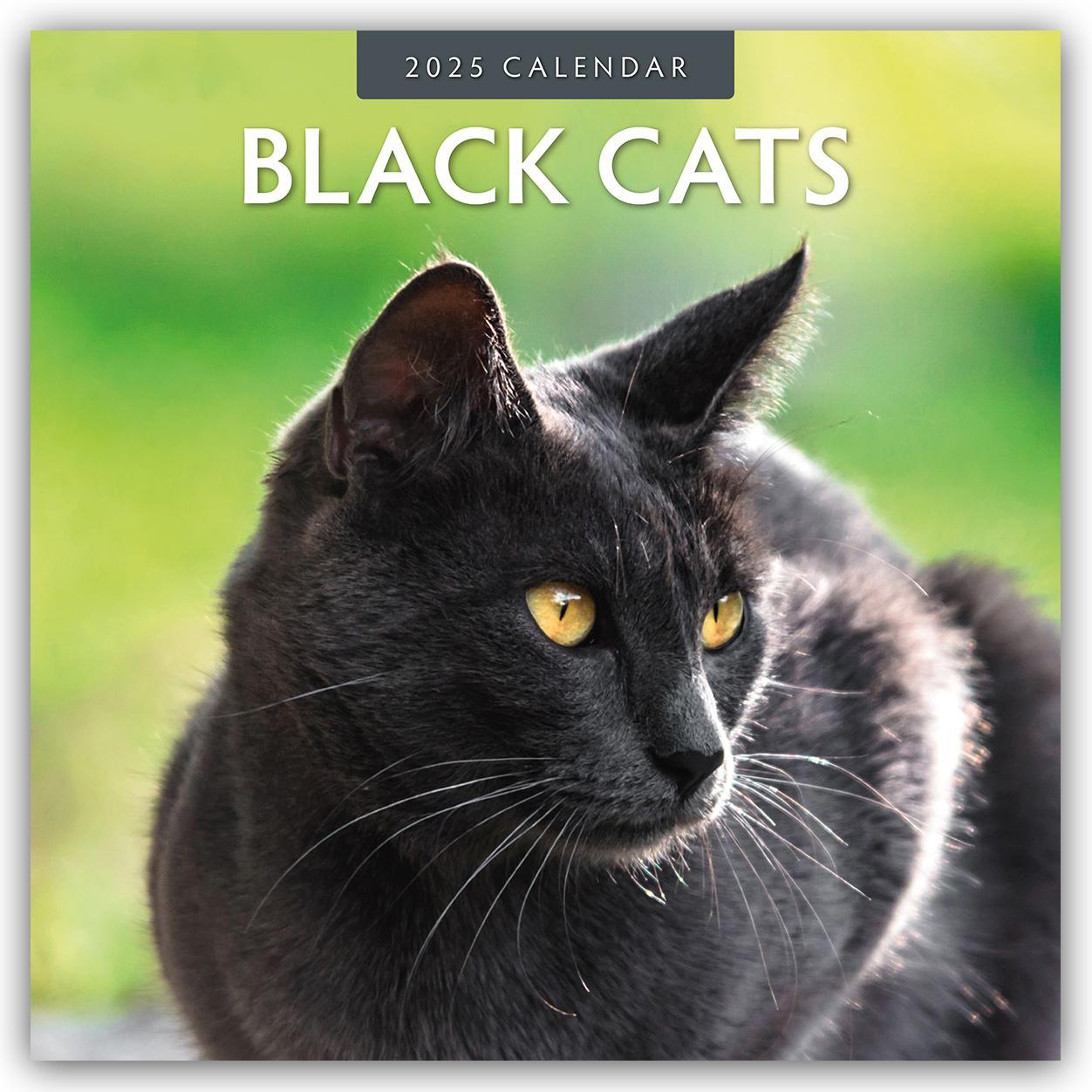 Cover: 9781804423721 | Black Cats - Schwarze Katzen 2025 - 16-Monatskalender | Robin Red