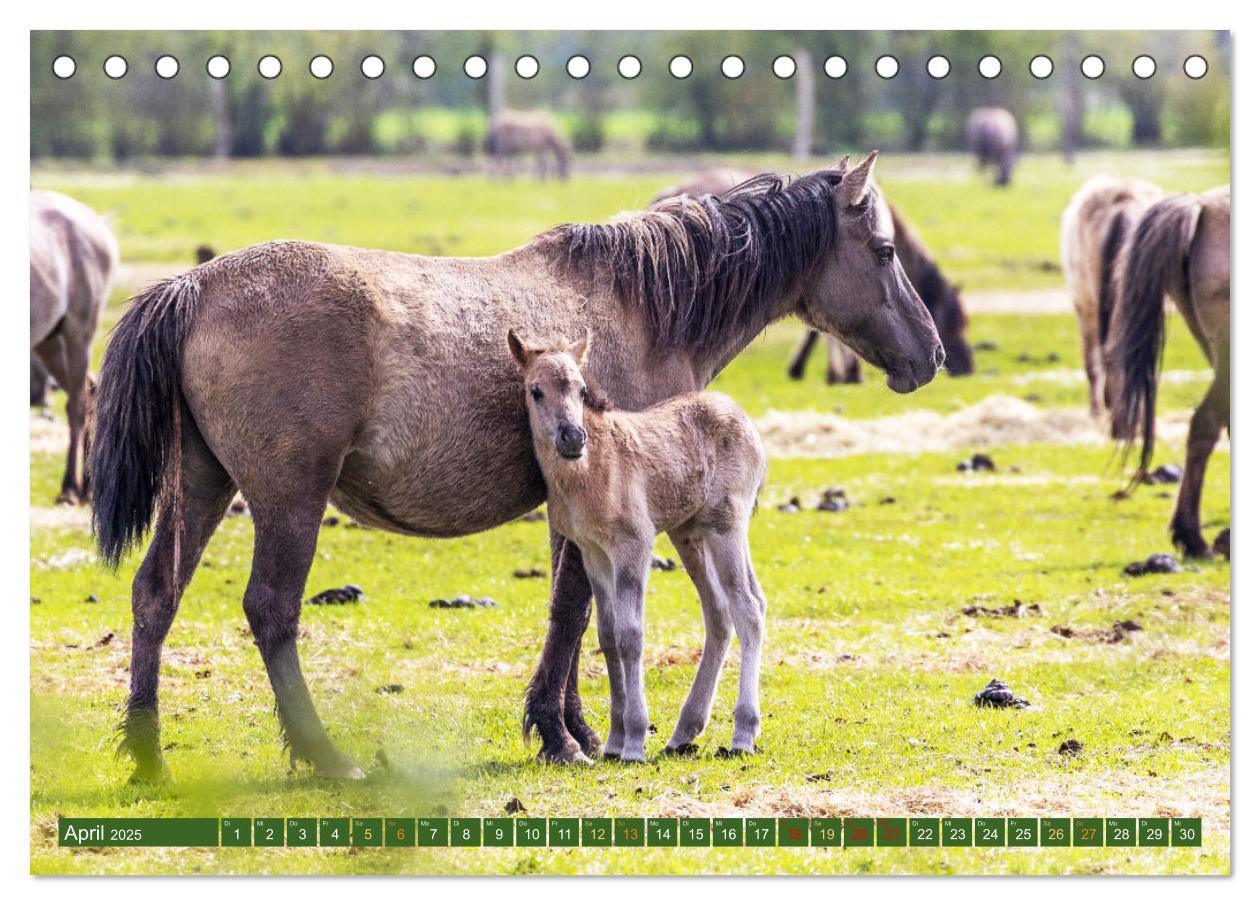 Bild: 9783383862144 | Dülmen - Wildpferde, Burgen und Schlösser (Tischkalender 2025 DIN...