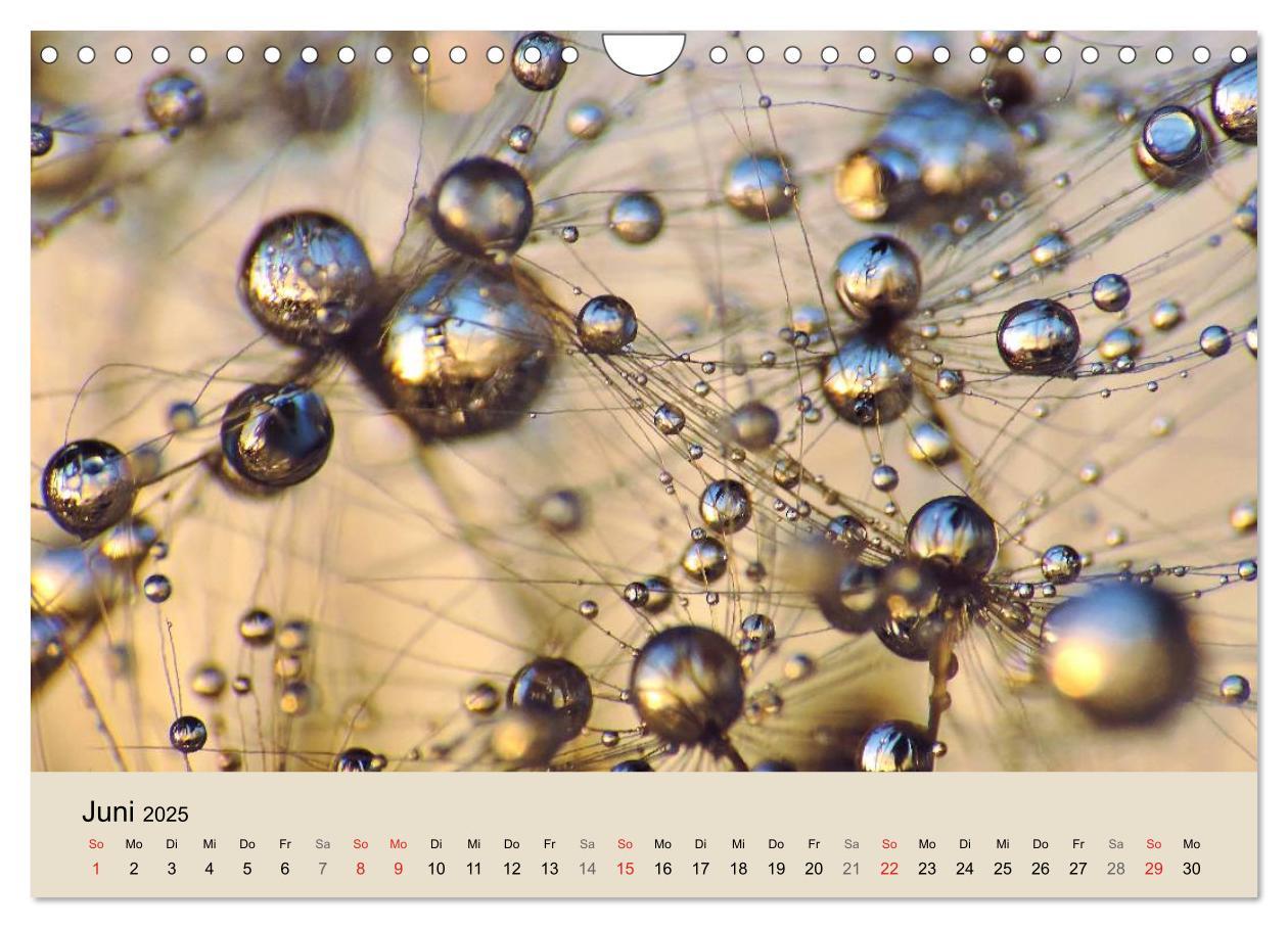 Bild: 9783435746910 | Naturjuwel Pusteblume (Wandkalender 2025 DIN A4 quer), CALVENDO...