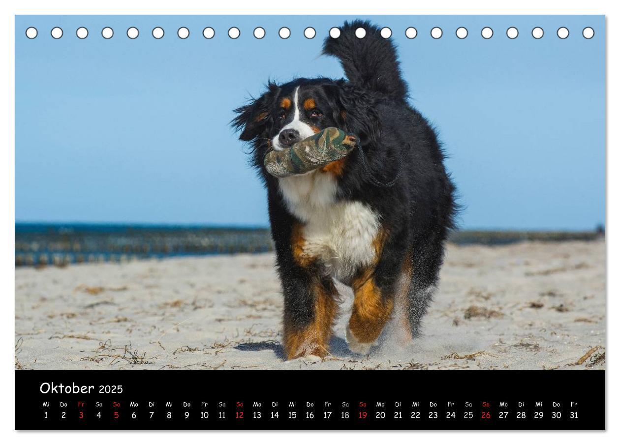 Bild: 9783435769643 | Berner Sennenhund 2025 (Tischkalender 2025 DIN A5 quer), CALVENDO...