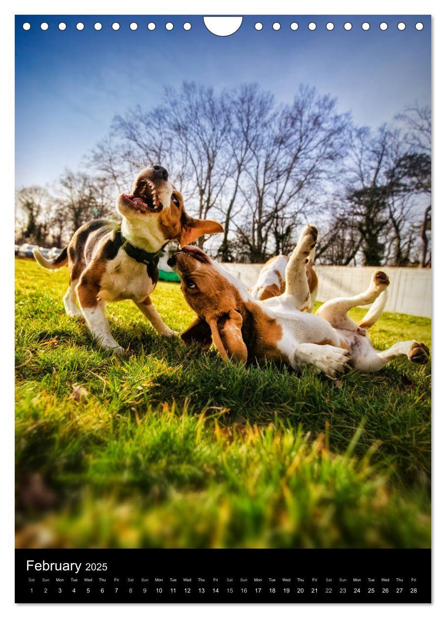 Bild: 9781325973002 | Beagles in action (Wall Calendar 2025 DIN A4 portrait), CALVENDO 12...