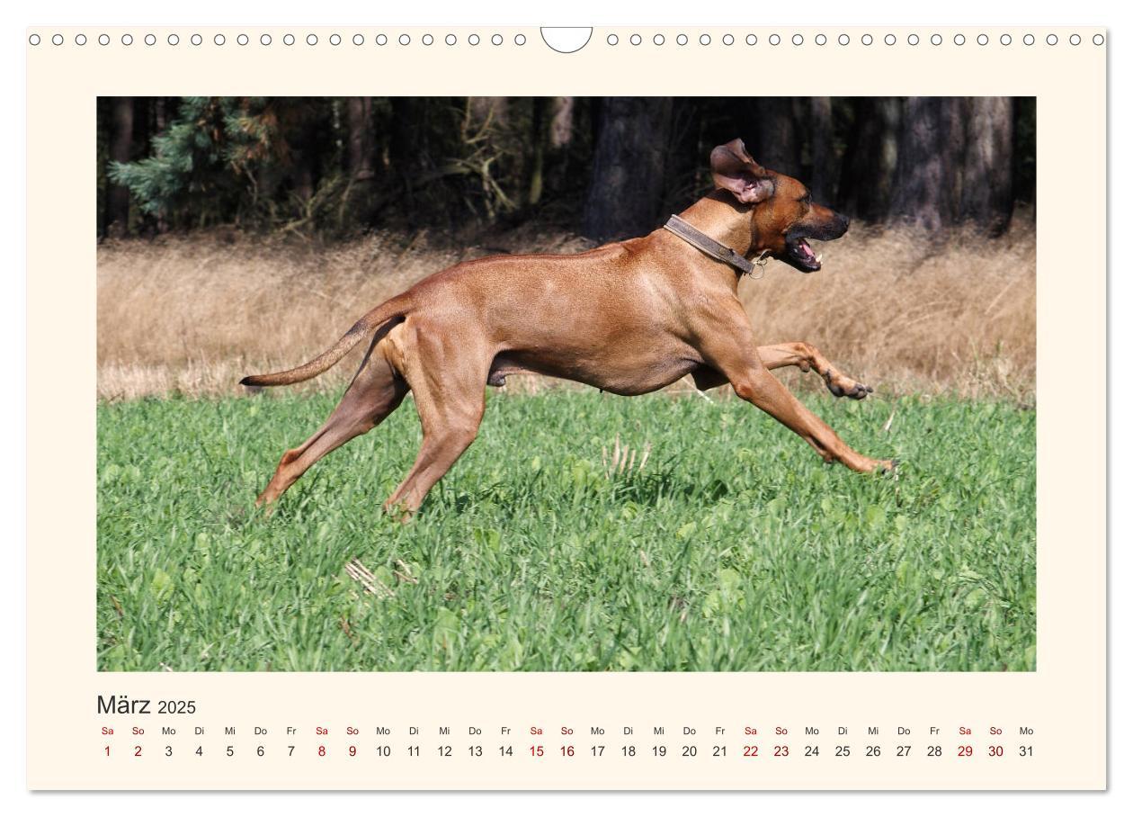 Bild: 9783435353132 | Rhodesian Ridgeback Power aus Südafrika (Wandkalender 2025 DIN A3...