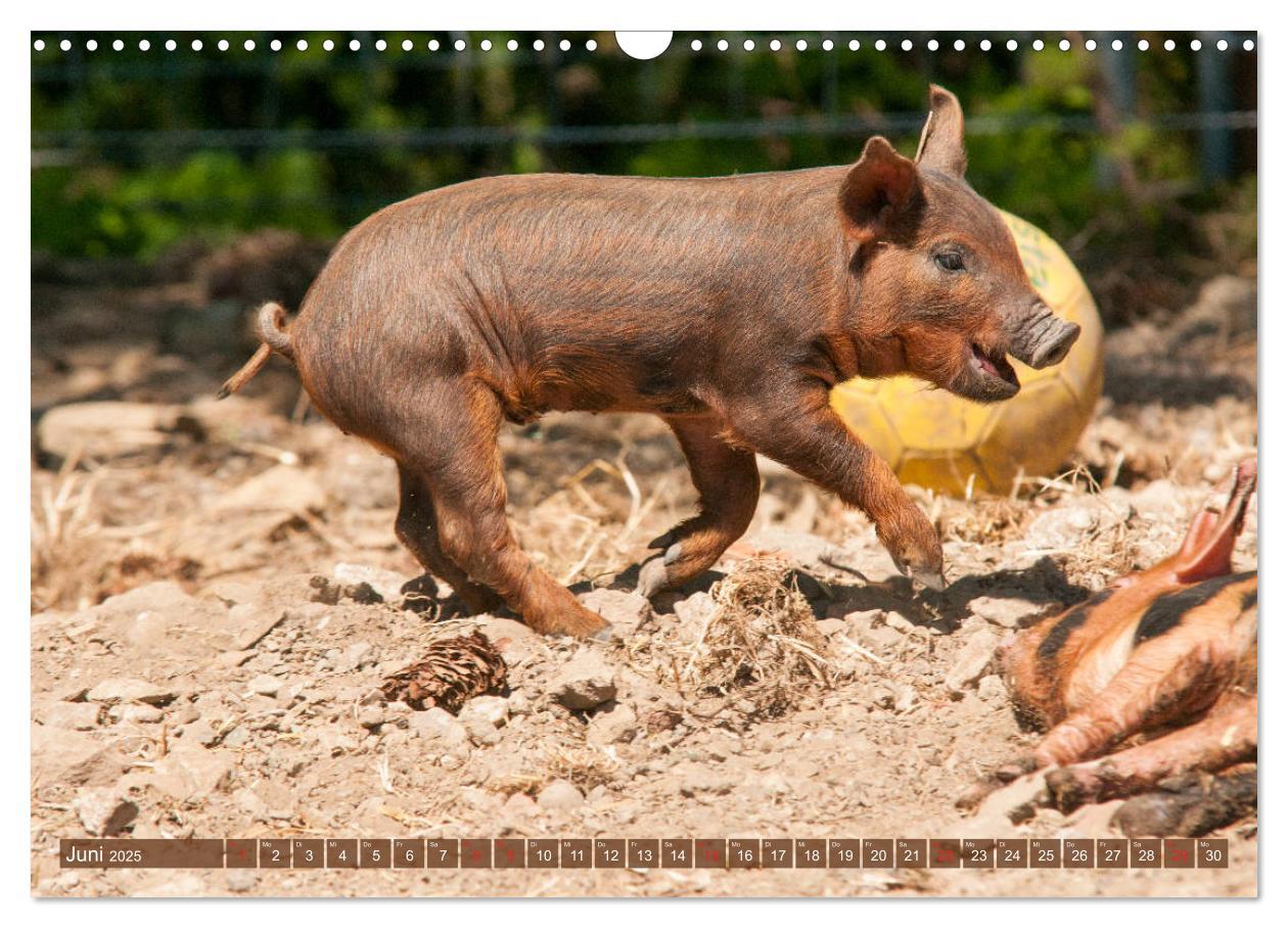 Bild: 9783435195817 | Glückliche Schweine Berkshire-Iberico Ferkel (Wandkalender 2025 DIN...