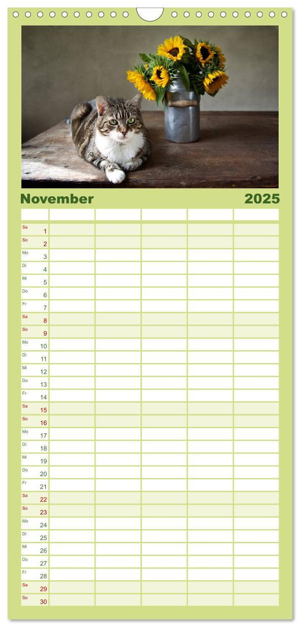 Bild: 9783457111178 | Familienplaner 2025 - Katzen mit 5 Spalten (Wandkalender, 21 x 45...