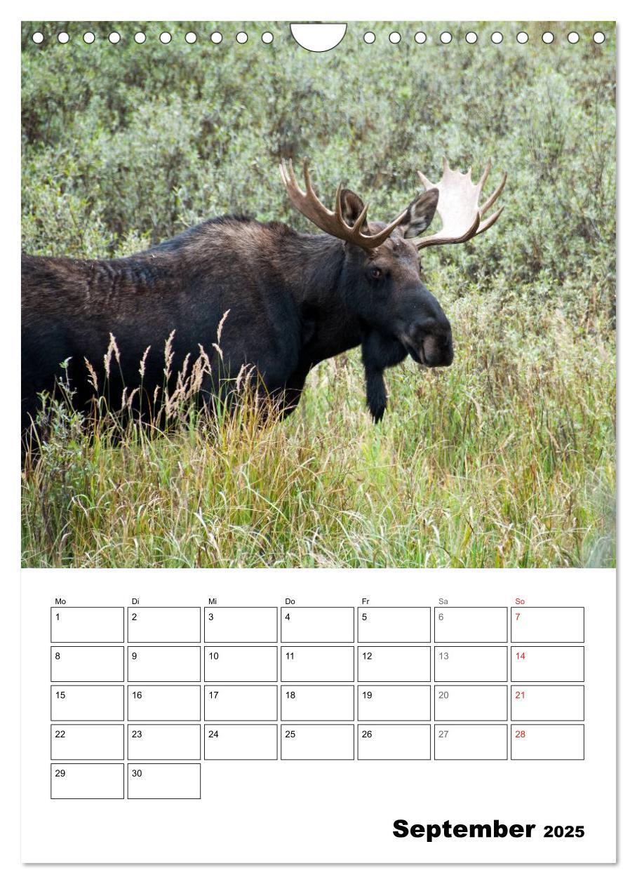 Bild: 9783457051634 | Yellowstone und Grand Tetons Nationalparks (Wandkalender 2025 DIN...