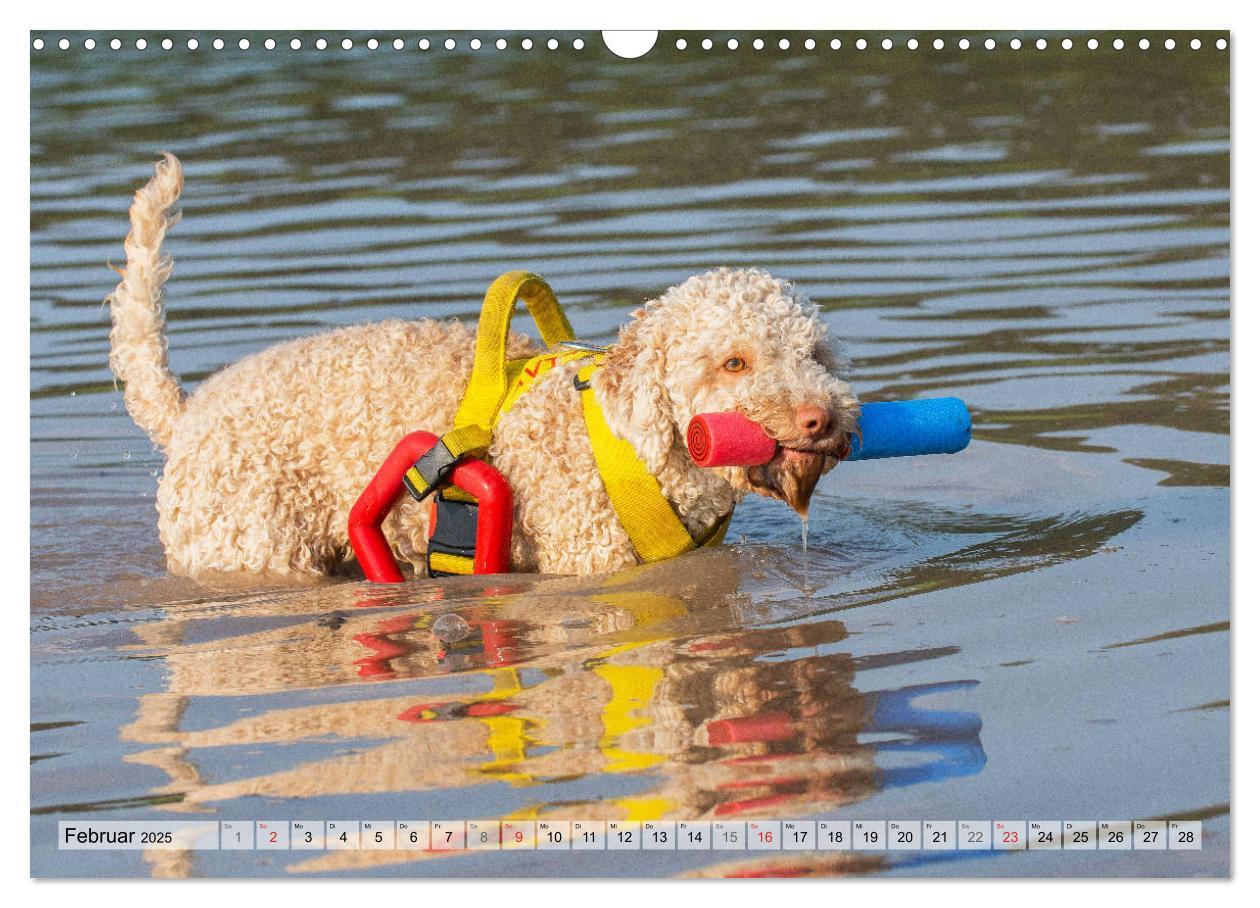 Bild: 9783435312399 | Lagotto Romagnolo - Ein Hund zum Verlieben (Wandkalender 2025 DIN...