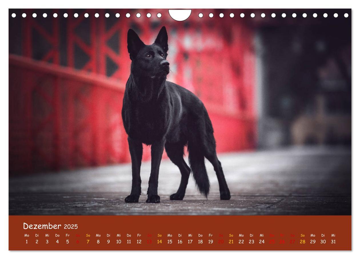 Bild: 9783435351459 | Schäferhunde und Ihre Vielfalt (Wandkalender 2025 DIN A4 quer),...