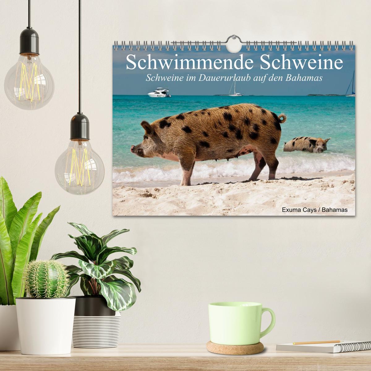 Bild: 9783435498253 | Schwimmende Schweine (Wandkalender 2025 DIN A4 quer), CALVENDO...