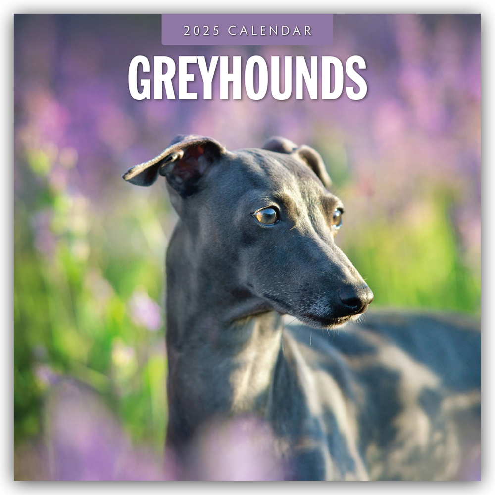 Cover: 9781804424742 | Greyhound - Windhund 2025 - 16-Monatskalender | Ltd | Kalender | 14 S.