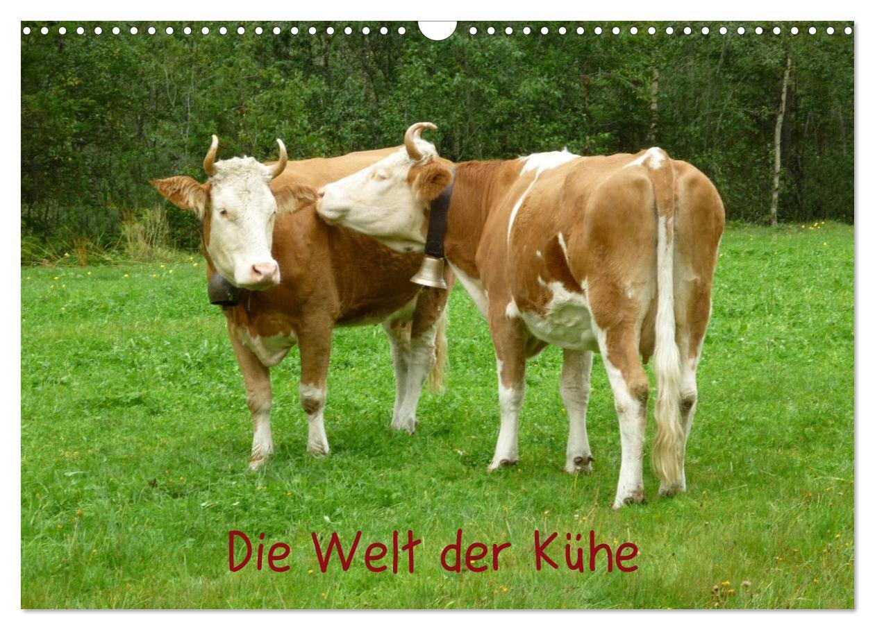 Cover: 9783675707085 | Die Welt der Kühe (Wandkalender 2024 DIN A3 quer), CALVENDO...