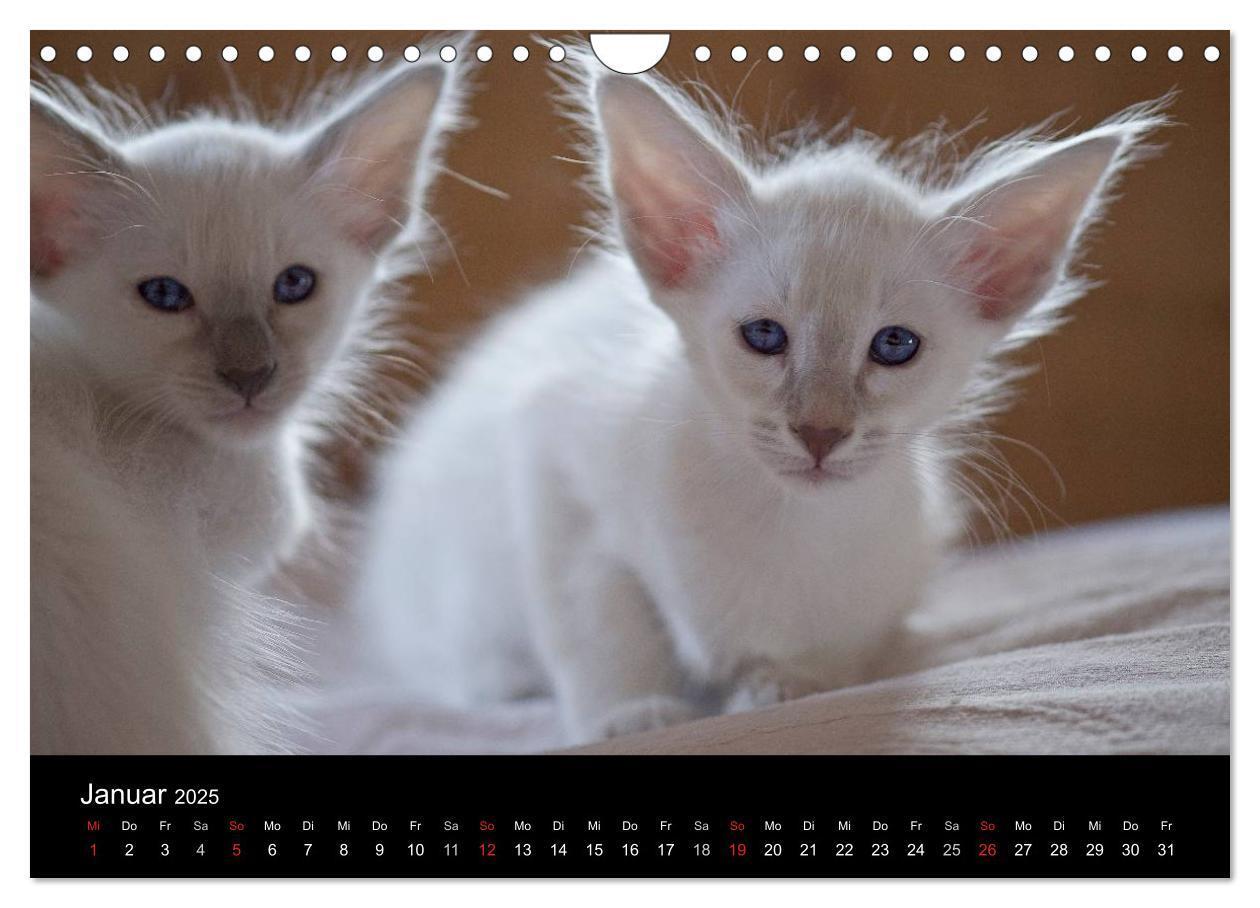 Bild: 9783435730070 | Orientalische Katzen (Wandkalender 2025 DIN A4 quer), CALVENDO...