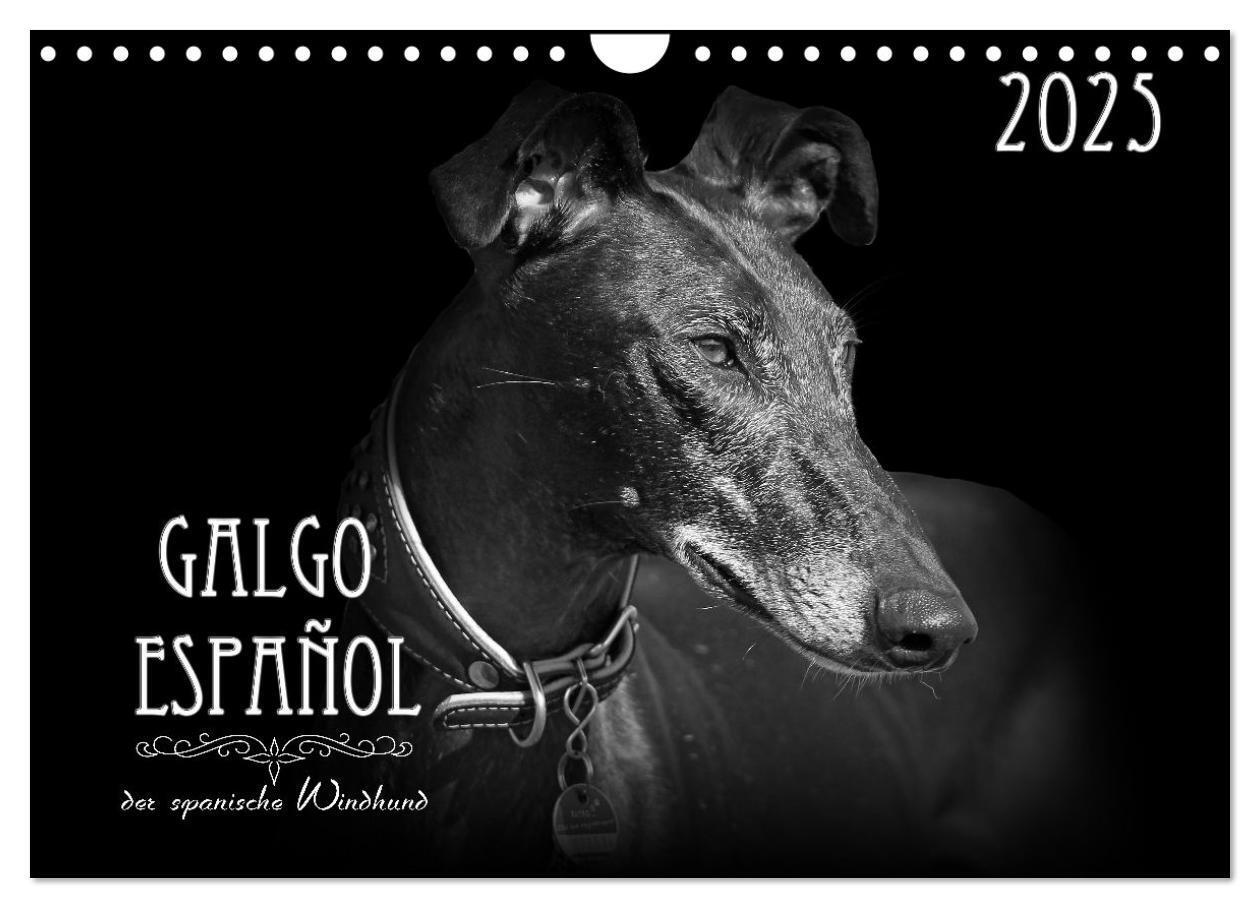 Cover: 9783383824074 | Galgo Español - der spanische Windhund 2025 (Wandkalender 2025 DIN...