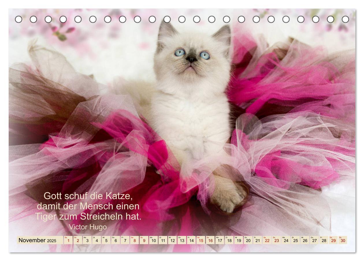 Bild: 9783435342914 | Samtpfoten Lebendige Poesie (Tischkalender 2025 DIN A5 quer),...