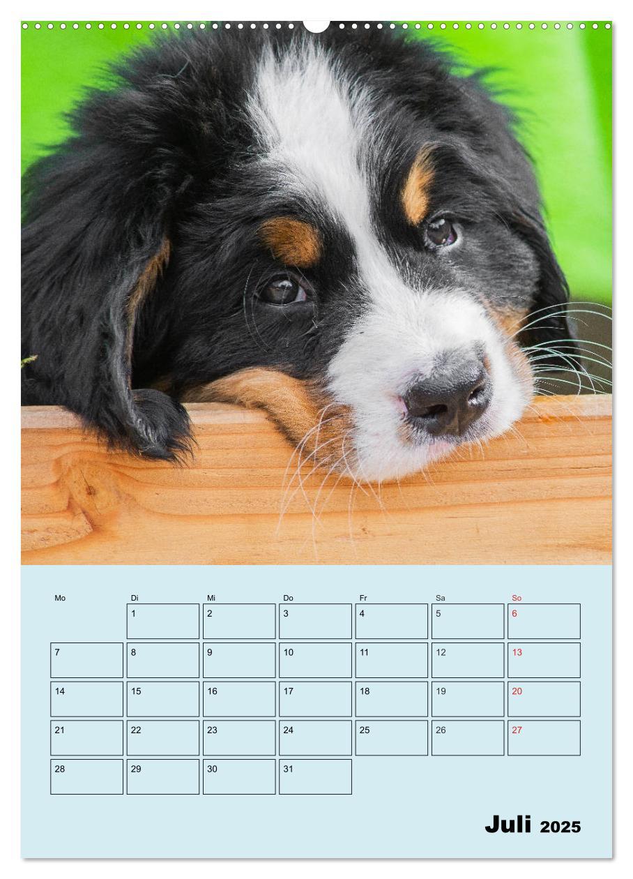 Bild: 9783435958672 | Familienplaner Berner Sennenhund Welpen (Wandkalender 2025 DIN A2...