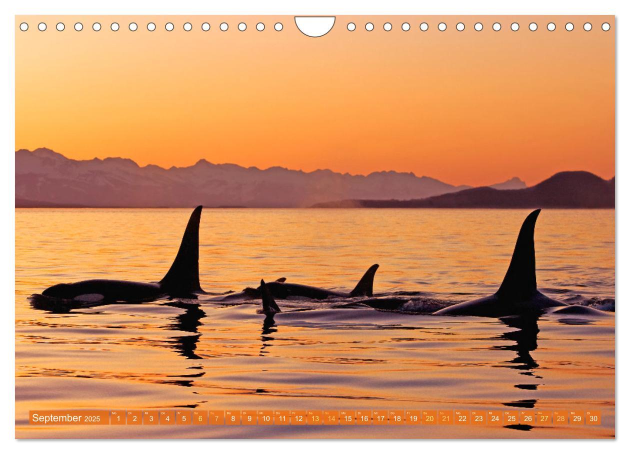 Bild: 9783383846755 | Orcas: Schwarz-weiße Giganten (Wandkalender 2025 DIN A4 quer),...