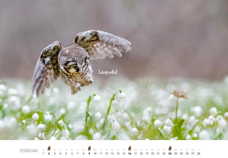 Bild: 9783966648141 | Eulen Kalender 2025 | J. -L. Klein (u. a.) | Kalender | 14 S. | 2025