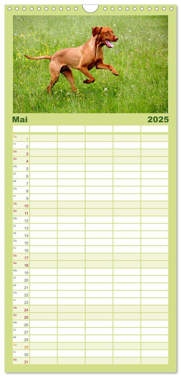 Bild: 9783457119815 | Familienplaner 2025 - Magyar Vizsla mit 5 Spalten (Wandkalender, 21...