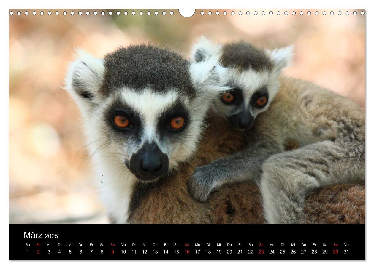 Bild: 9783435483587 | Abenteuer Madagaskar (Wandkalender 2025 DIN A3 quer), CALVENDO...