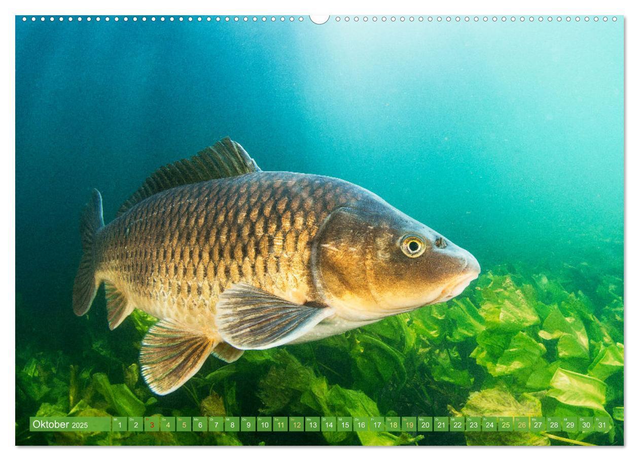 Bild: 9783457180556 | Heimische Fische: Karpfen, Forelle, Hecht (Wandkalender 2025 DIN A2...