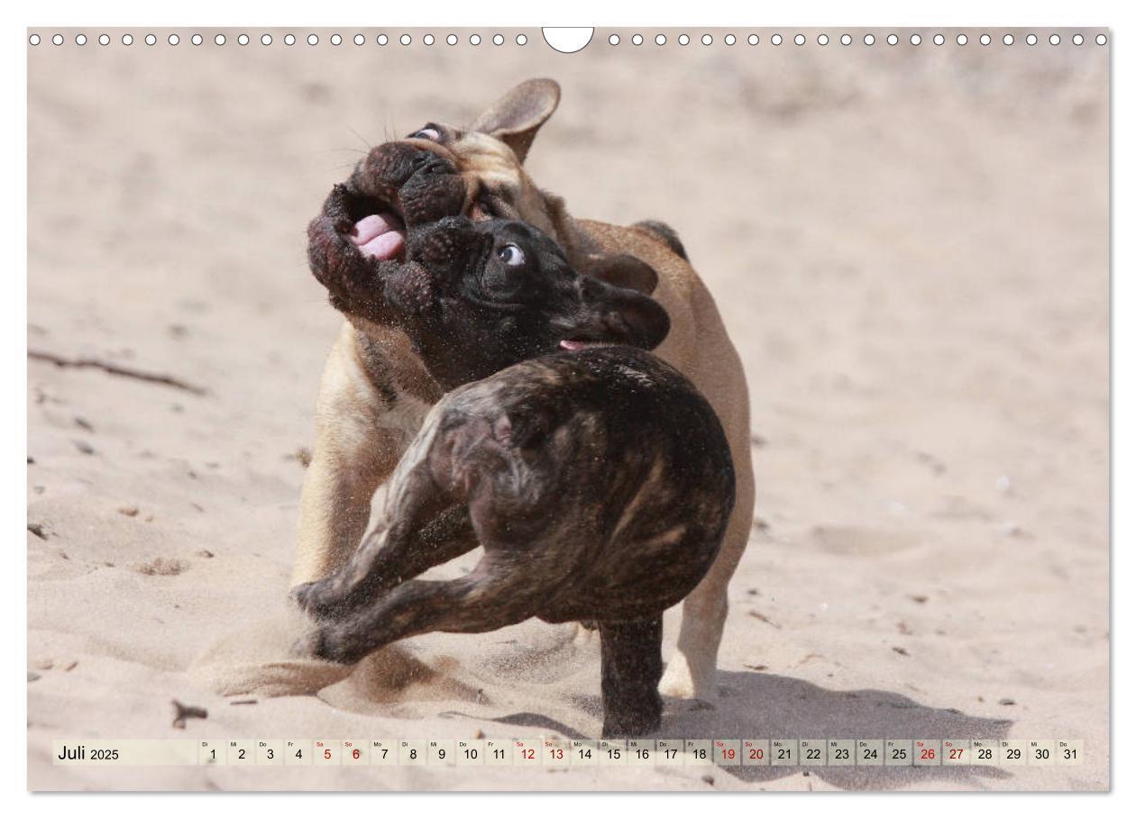 Bild: 9783435385805 | Bulldoggen - Englische und Französische Bulldoggen (Wandkalender...