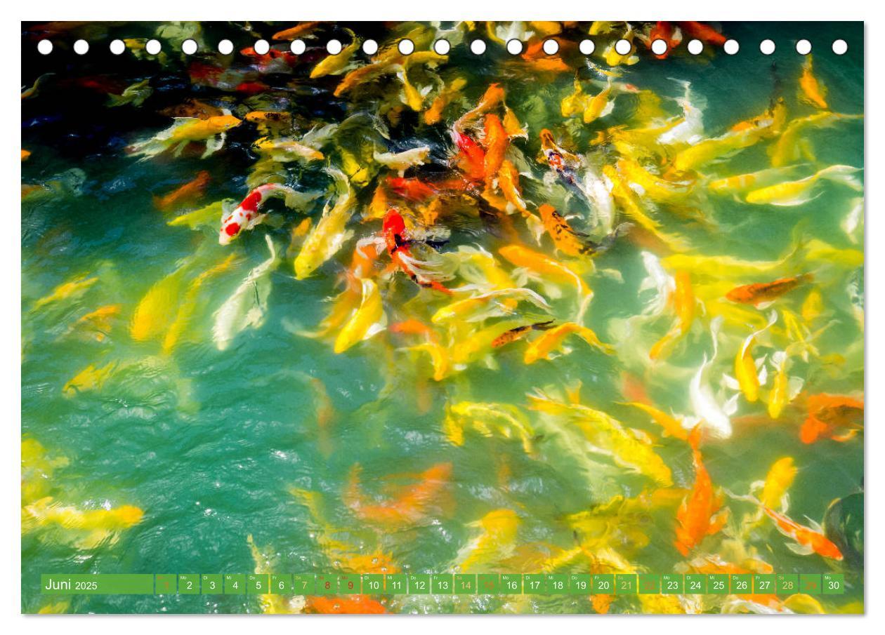 Bild: 9783435128402 | Koi: Juwelen im Teich (Tischkalender 2025 DIN A5 quer), CALVENDO...