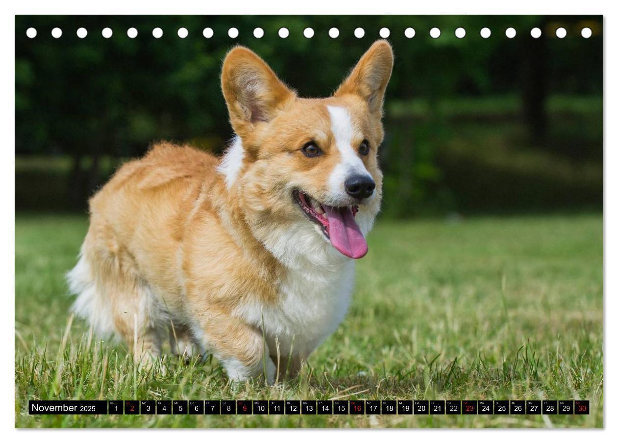 Bild: 9783435669868 | Welsh Corgi - Kobold auf 4 Pfoten (Tischkalender 2025 DIN A5 quer),...