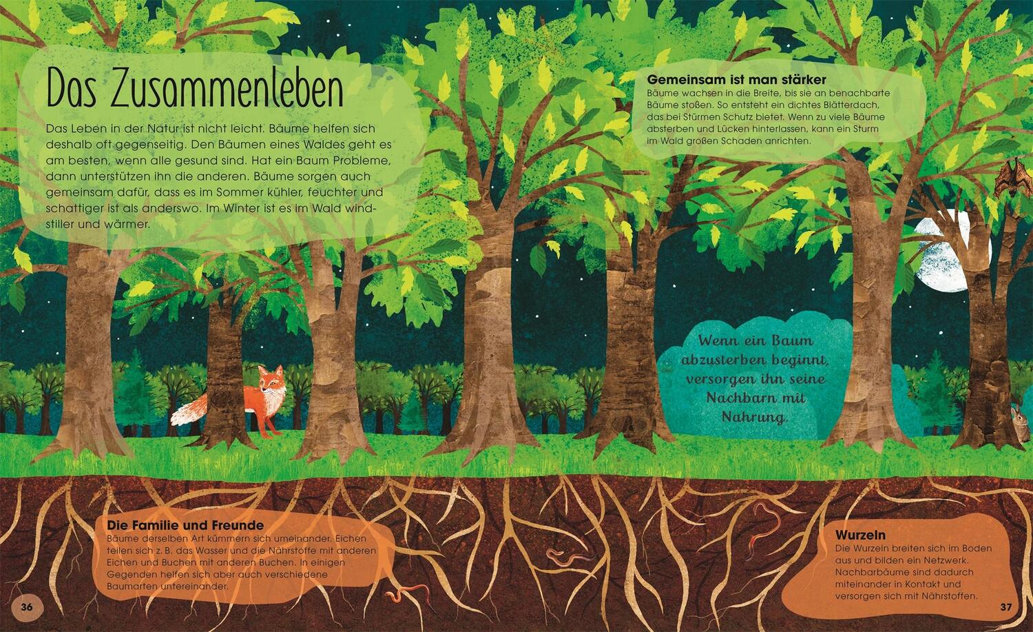 Bild: 9783831038206 | Bäume | Entdecke die verborgene Welt des Waldes | Jen Green | Buch