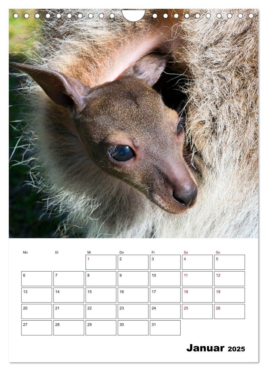 Bild: 9783435932603 | Australiens faszinierende Tierwelt (Wandkalender 2025 DIN A4 hoch),...