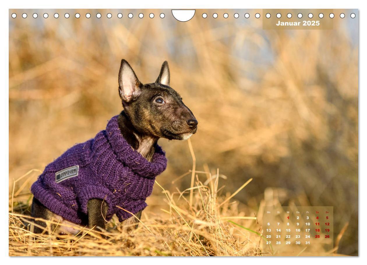 Bild: 9783435341559 | Bullterrier 2025 Frech und fröhlich durch das Jahr (Wandkalender...