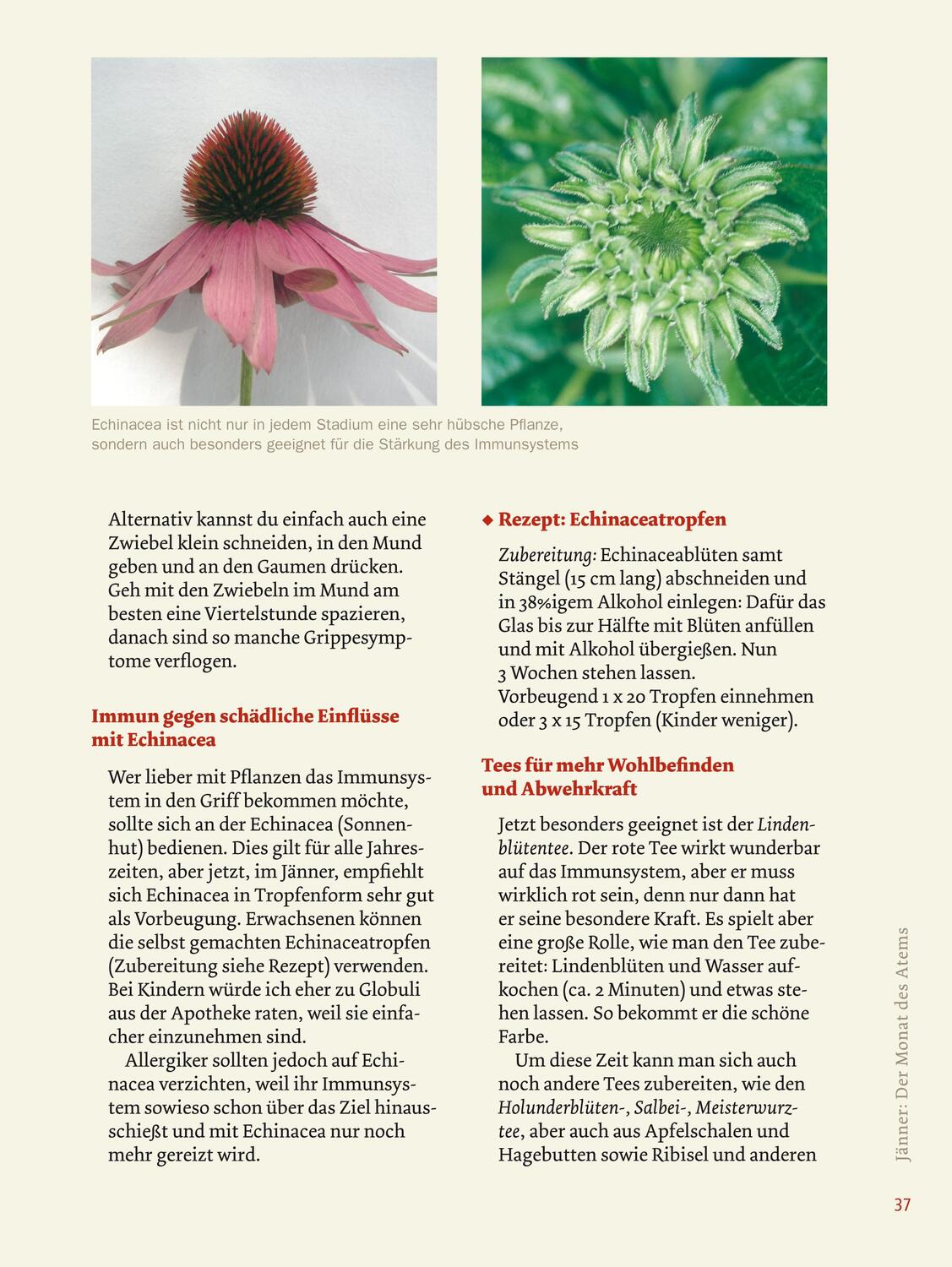 Bild: 9783706623988 | Gesund durchs Jahr mit der Kräuterbäuerin | Gertrude Messner | Buch