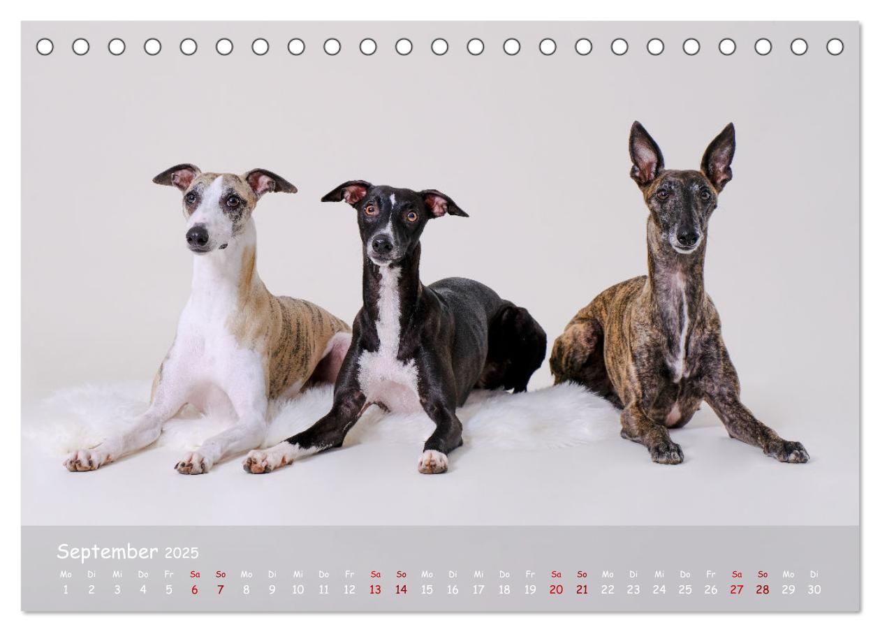 Bild: 9783383890536 | Whippets - Seelenhunde fürs Leben (Tischkalender 2025 DIN A5 quer),...