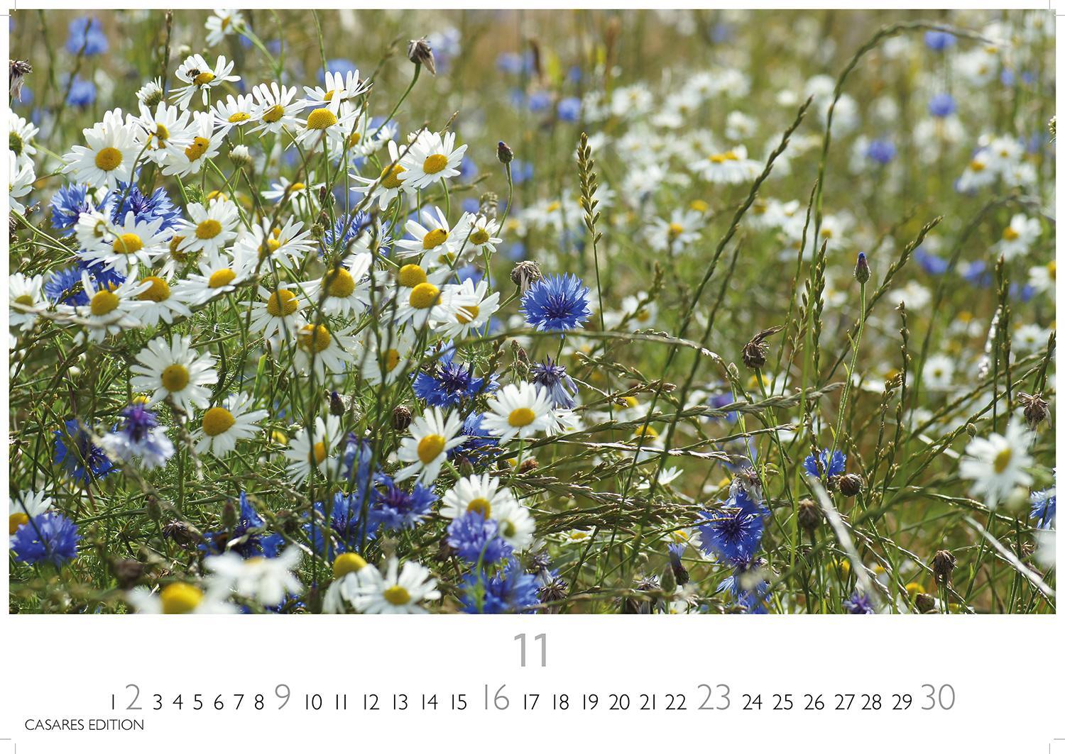 Bild: 9781835242186 | Blumenwiese 2025 L 35x50cm | Kalender | 14 S. | Deutsch | 2025