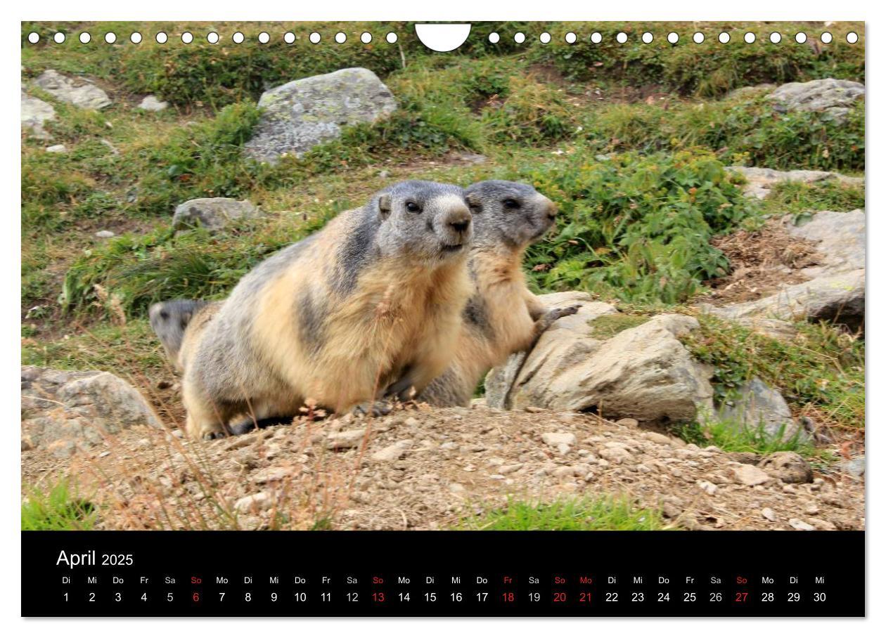 Bild: 9783435784622 | Murmeltiere (Wandkalender 2025 DIN A4 quer), CALVENDO Monatskalender