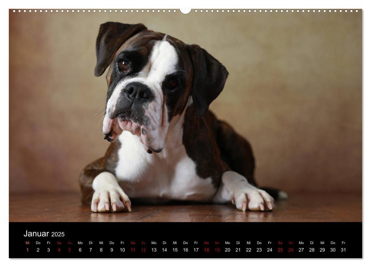 Bild: 9783435435876 | Liebenswerte Boxer (Wandkalender 2025 DIN A2 quer), CALVENDO...