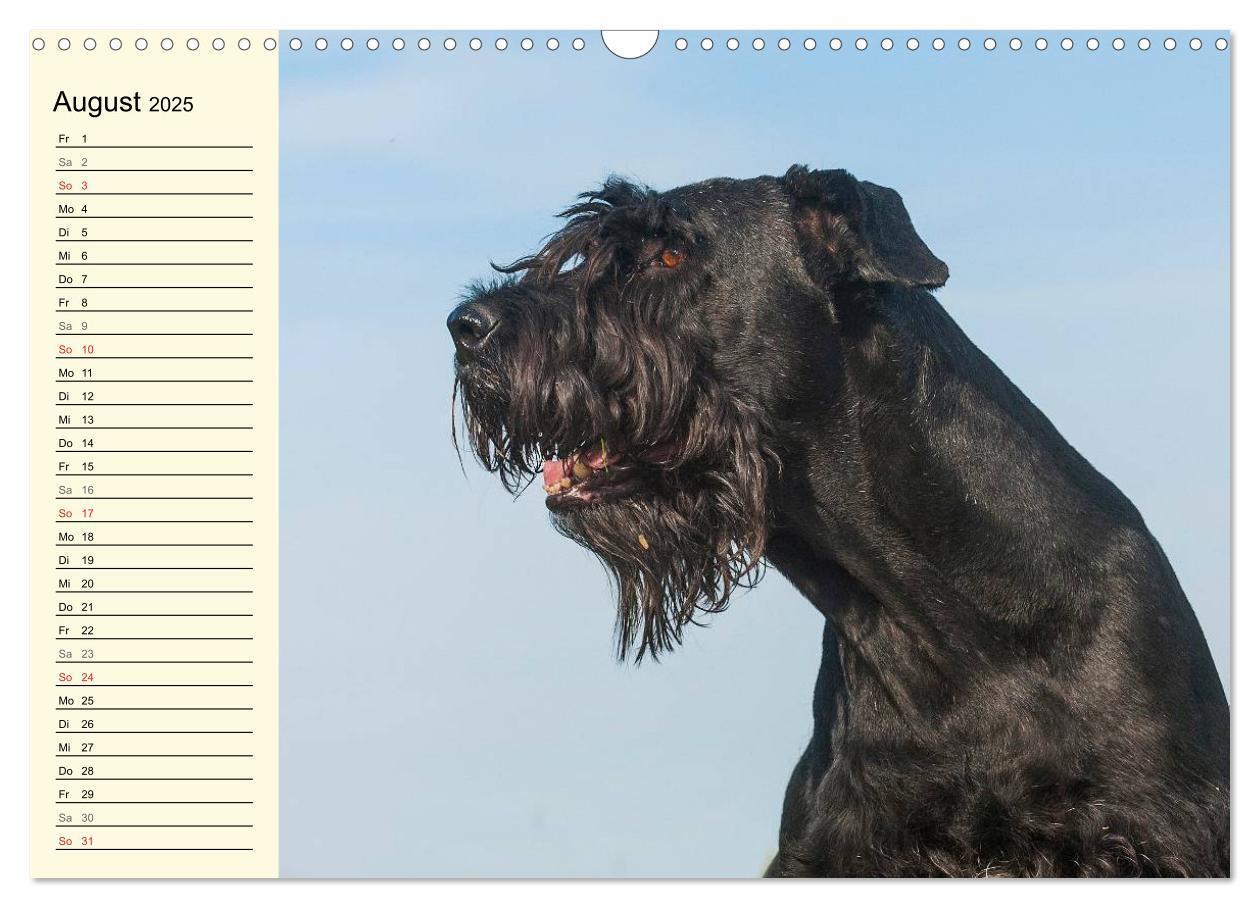 Bild: 9783435545049 | Treuer Freund Riesenschnauzer (Wandkalender 2025 DIN A3 quer),...