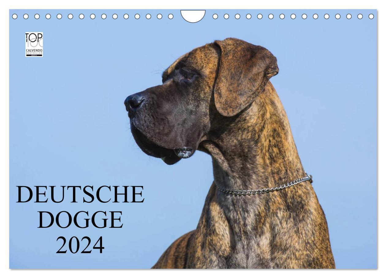 Cover: 9783675769724 | Deutsche Dogge 2024 (Wandkalender 2024 DIN A4 quer), CALVENDO...