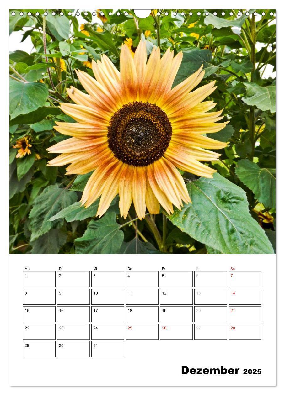 Bild: 9783457004616 | Strahlende Sonnenblumen (Wandkalender 2025 DIN A3 hoch), CALVENDO...