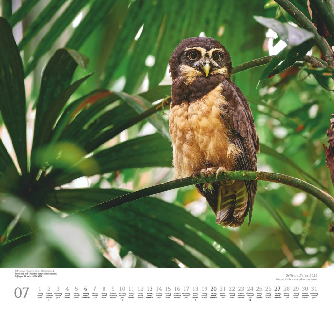 Bild: 4250809653358 | DUMONT - Geliebte Eulen 2025 Wandkalender, 38x35,5cm, Kalender mit...