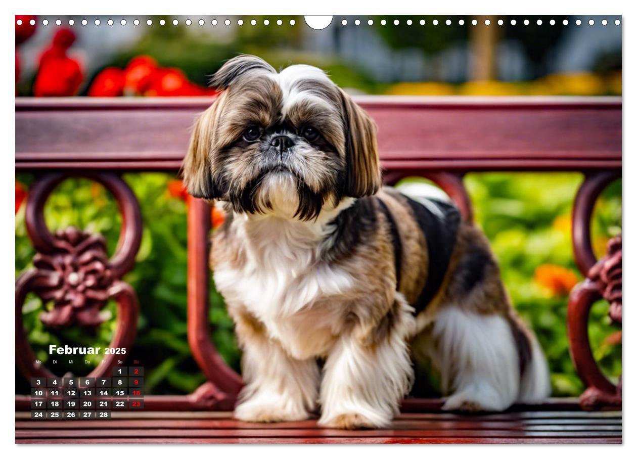 Bild: 9783435646555 | Shih Tzu - der wuschelige Hund aus Tibet (Wandkalender 2025 DIN A3...