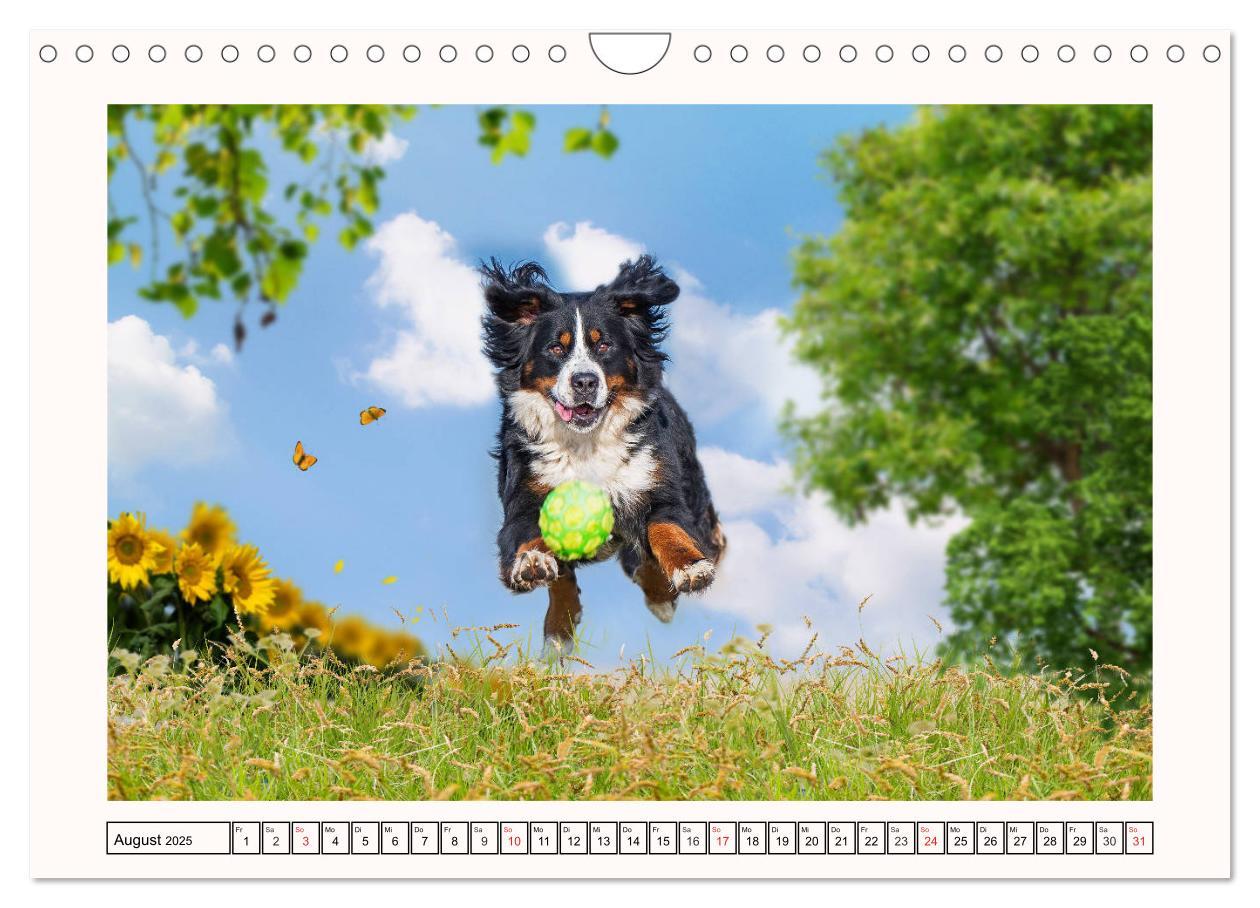 Bild: 9783435136001 | Berner Sennenhunde - Träumereien (Wandkalender 2025 DIN A4 quer),...