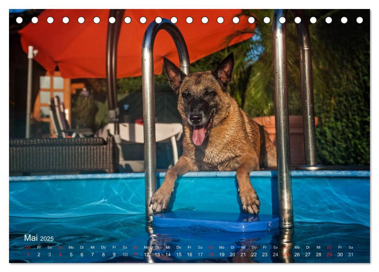 Bild: 9783435519262 | Malinois lieben Wasser (Tischkalender 2025 DIN A5 quer), CALVENDO...